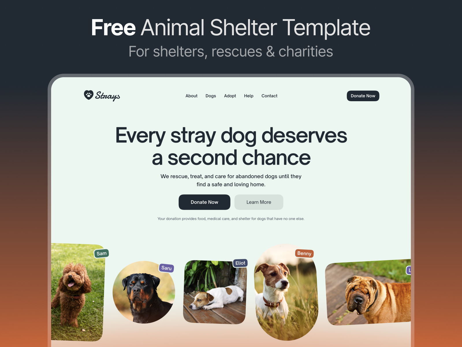 Strays — Free Animal Rescue & Shelter Framer Template preview